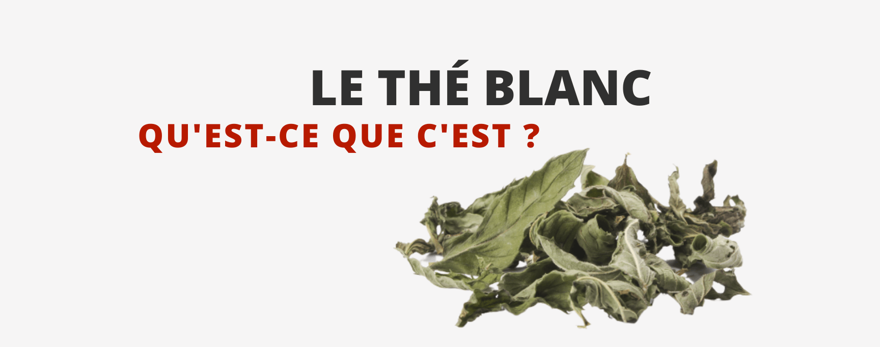 Le Thé Blanc : c'est quoi?